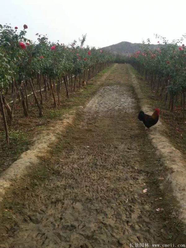 樹(shù)狀月季圖片基地實(shí)拍 樹(shù)狀月季圖片基地實(shí)拍