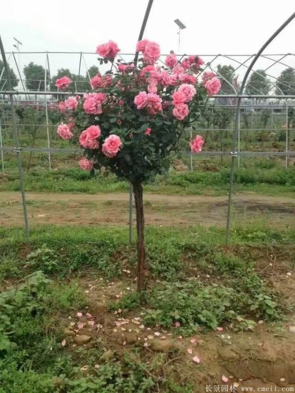 樹(shù)狀月季圖片基地實(shí)拍 樹(shù)狀月季圖片基地實(shí)拍