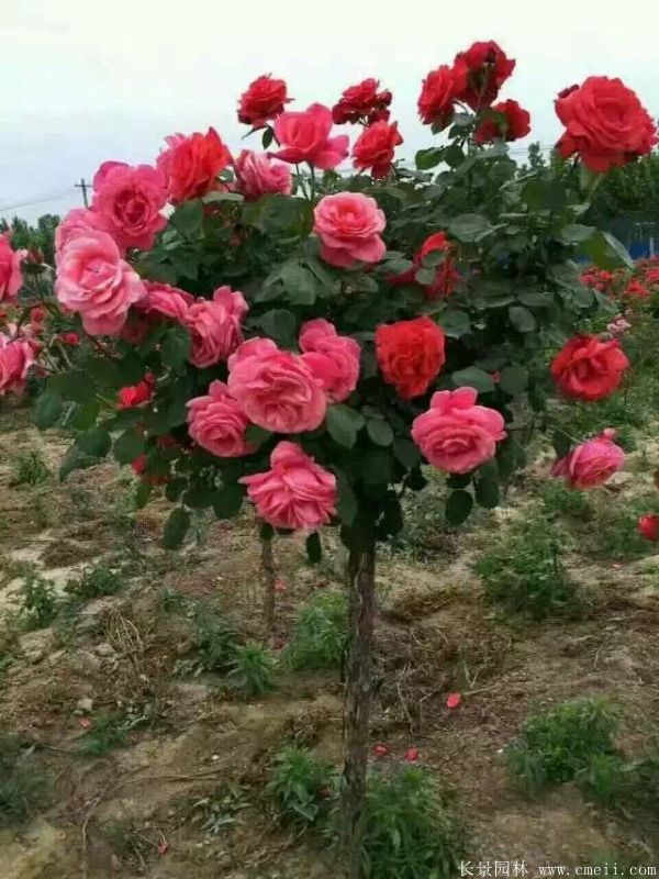 樹(shù)狀月季圖片基地實(shí)拍 樹(shù)狀月季圖片基地實(shí)拍