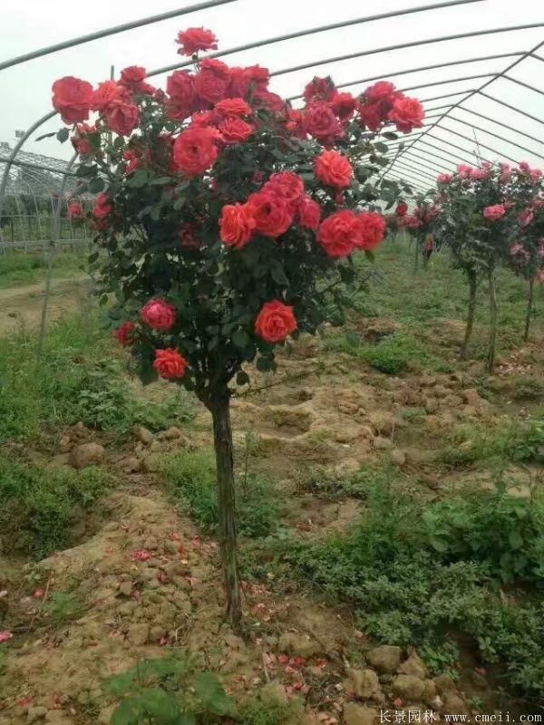 樹(shù)狀月季圖片基地實(shí)拍 樹(shù)狀月季圖片基地實(shí)拍