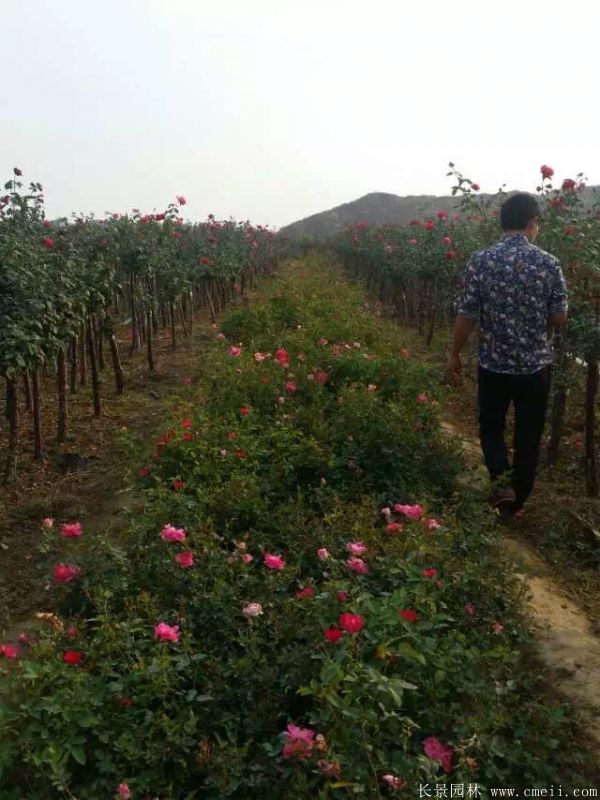 樹(shù)狀月季圖片基地實(shí)拍 樹(shù)狀月季圖片基地實(shí)拍