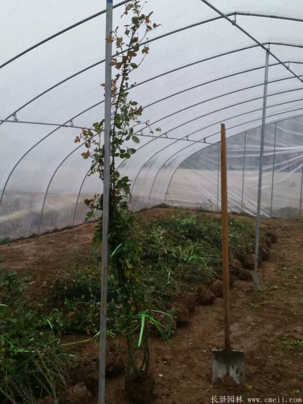 藤本月季圖片基地實(shí)拍 藤本月季圖片基地實(shí)拍