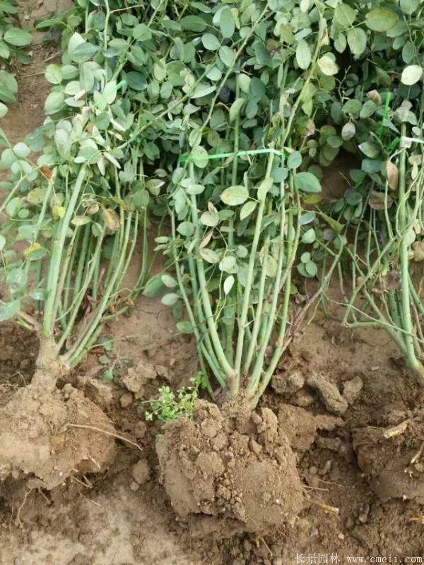 藤本月季圖片基地實(shí)拍 藤本月季圖片基地實(shí)拍