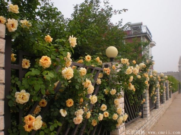 藤本月季圖片基地實拍 藤本月季圖片基地實拍