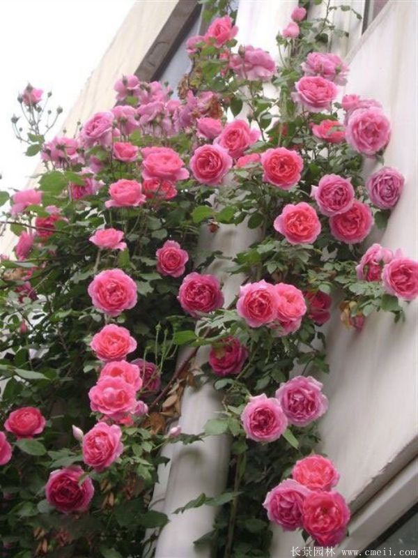 藤本月季圖片基地實拍 藤本月季圖片基地實拍