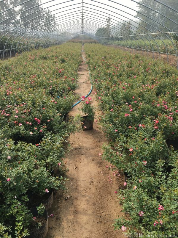 微型月季圖片基地實拍 微型月季圖片基地實拍
