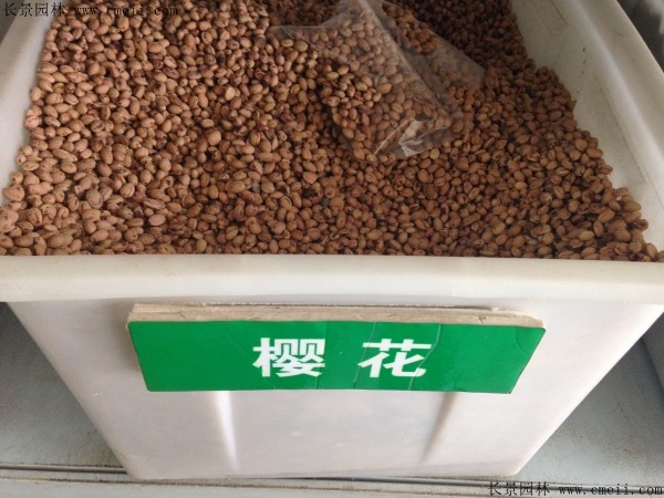 櫻花種子圖片 櫻花種子圖片