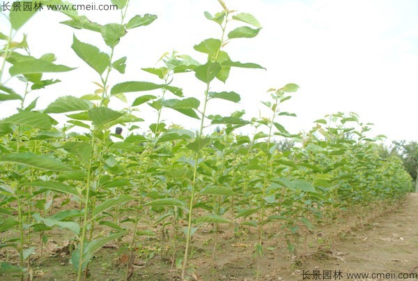 櫻花種子出苗發(fā)芽圖片 櫻花種子出苗發(fā)芽圖片