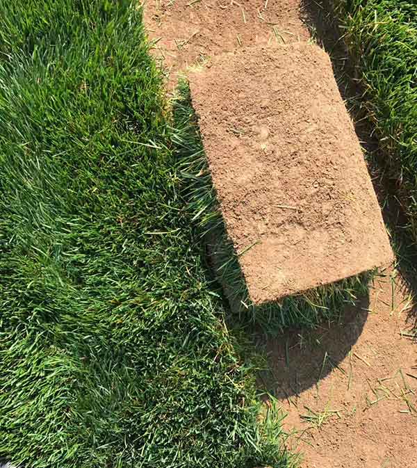 早熟禾圖片_冷季型草坪_北方冬季常綠耐寒品種