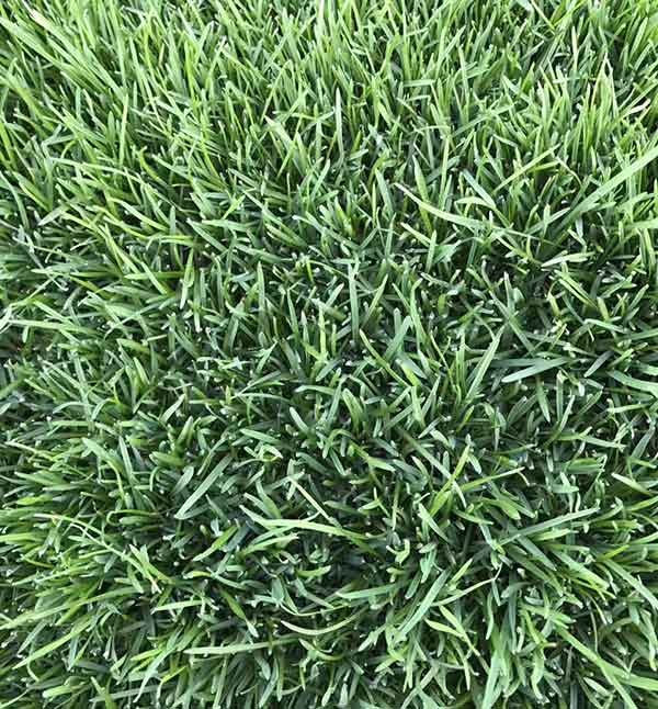 早熟禾圖片_冷季型草坪_北方冬季常綠耐寒品種