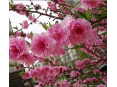 2020年桃樹(shù)苗價(jià)格  桃樹(shù)苗多少錢一棵   桃樹(shù)苗哪