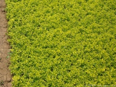 30-40公分高度的金葉女貞苗多少錢一株？