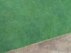 剪股穎圖片_低矮免修剪草坪_球場