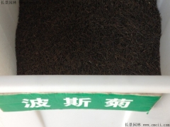 「波斯菊種子」批發最新波斯菊種子_價格_圖片