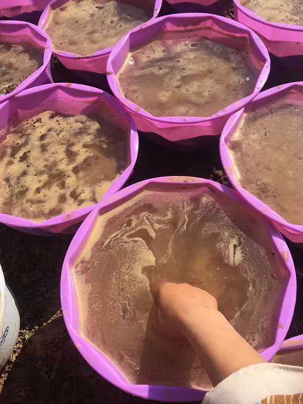 荷花種子發芽出苗圖片 荷花種子發芽出苗圖片