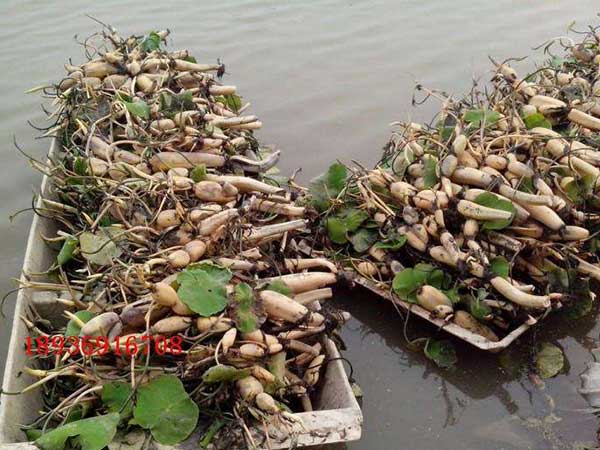 荷花種子發芽出苗圖片 荷花種子發芽出苗圖片