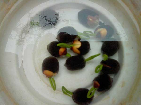 荷花種子發芽出苗圖片 荷花種子發芽出苗圖片