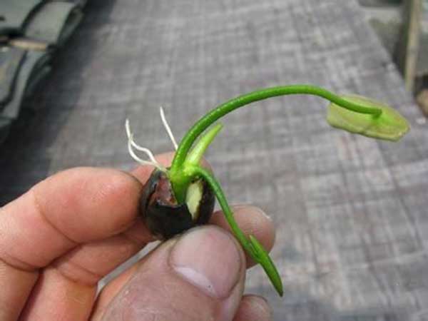 荷花種子發芽出苗圖片 荷花種子發芽出苗圖片