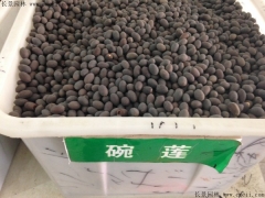 如何區(qū)分正宗碗蓮種子，和荷花種子怎么分辨？