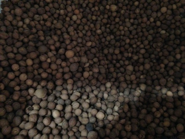 榆葉梅種子圖片 榆葉梅種子圖片