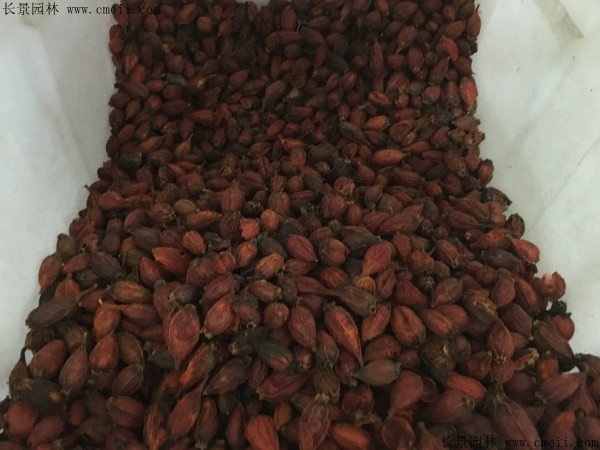 梔子花種子圖片 梔子花種子圖片