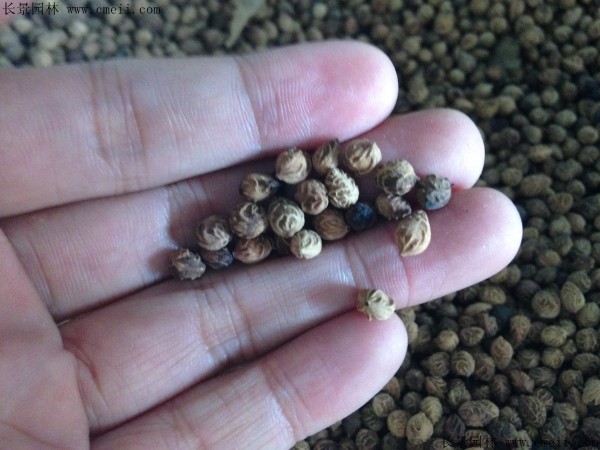 紫葉稠李種子圖片 紫葉稠李種子圖片