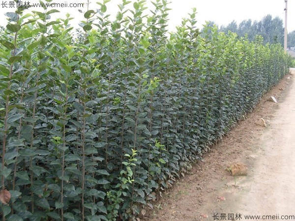 西府海棠種子發芽出苗圖片 西府海棠種子發芽出苗圖片