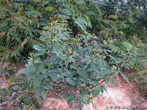 木豆種子發芽出苗開花圖片