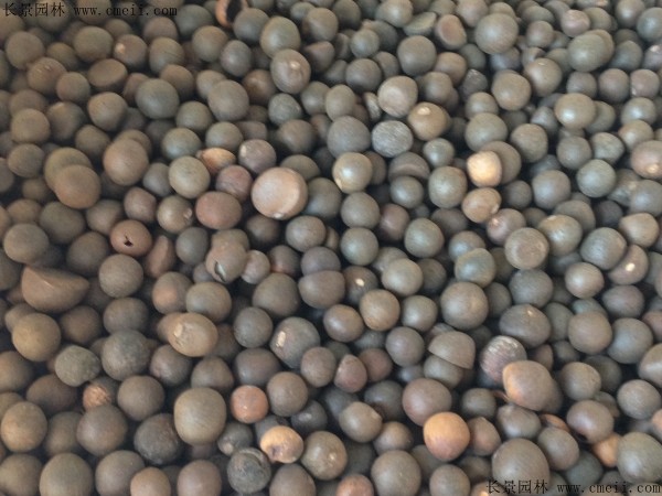 茶樹種子圖片 茶樹種子圖片