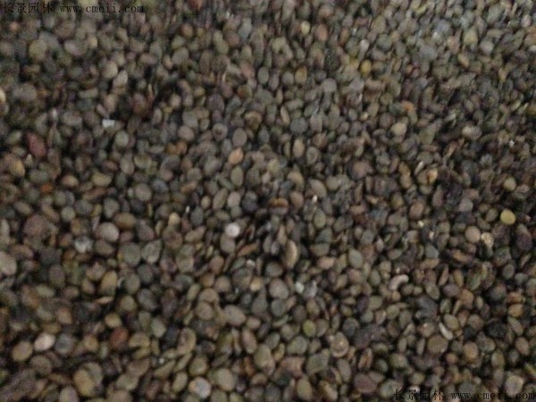 紅花槐種子圖片 紅花槐種子圖片