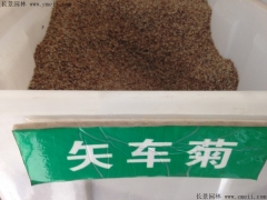 「矢車菊種子」最新矢車菊種子_價格_圖片_種植