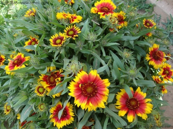 天人菊種子發(fā)芽出苗開(kāi)花圖片