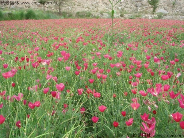 花菱草種子發芽出苗開花圖片