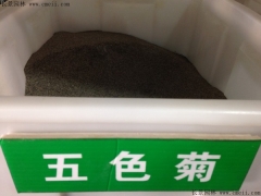 「五色菊種子」最新五色菊種子_價格_圖片_種植