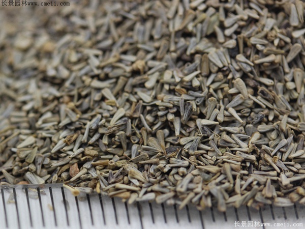 五色菊種子圖片 五色菊種子圖片