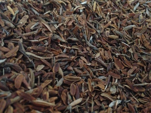 暴馬丁香種子圖片 暴馬丁香種子圖片