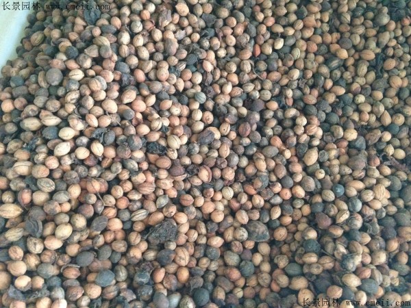 山梅花種子圖片 山梅花種子圖片