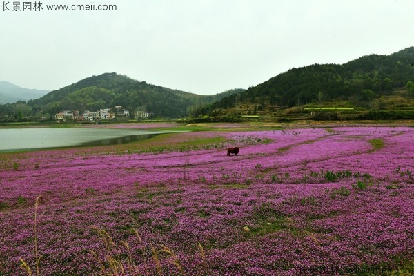 紅花酢漿草種子發芽出苗開花圖片
