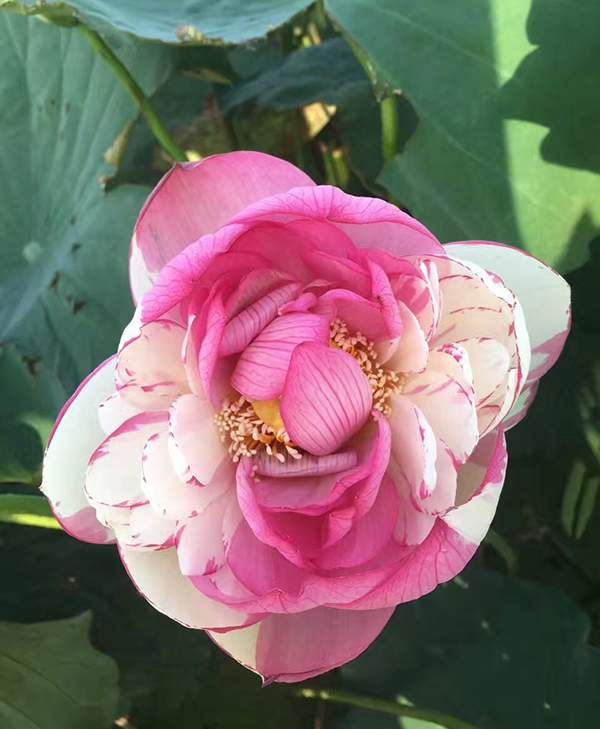 荷花種植基地實拍優質品種類