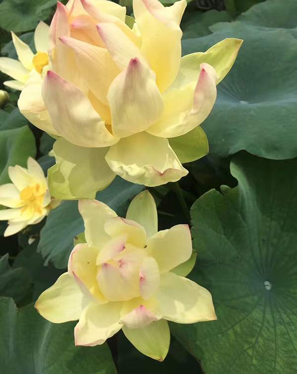 荷花種植基地實拍優質品種類