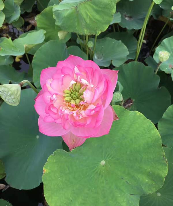 荷花種植基地實拍優質品種類