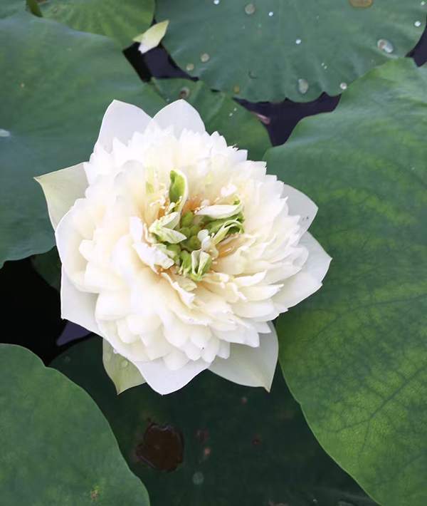 荷花種植基地實拍優質品種類