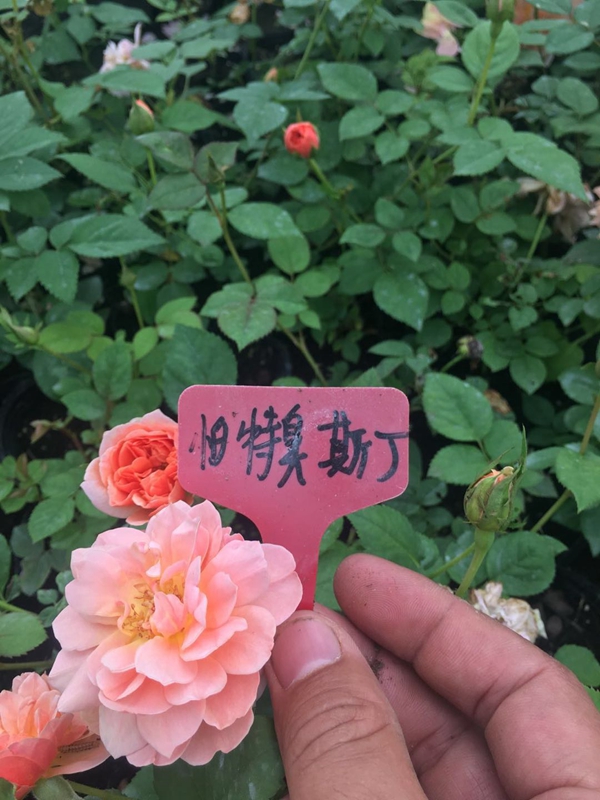 帕特丑斯丁 帕特丑斯丁