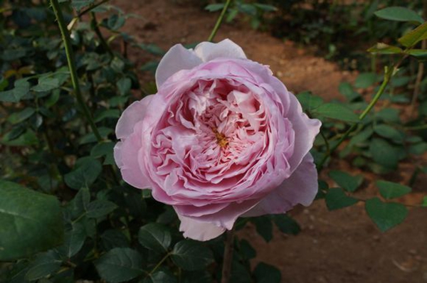 自由精神 自由精神