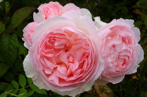 詹姆斯高威 詹姆斯高威