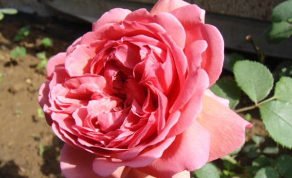 肯特公主 肯特公主