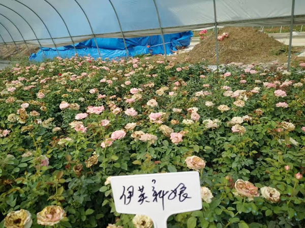 伊芙新娘 伊芙新娘