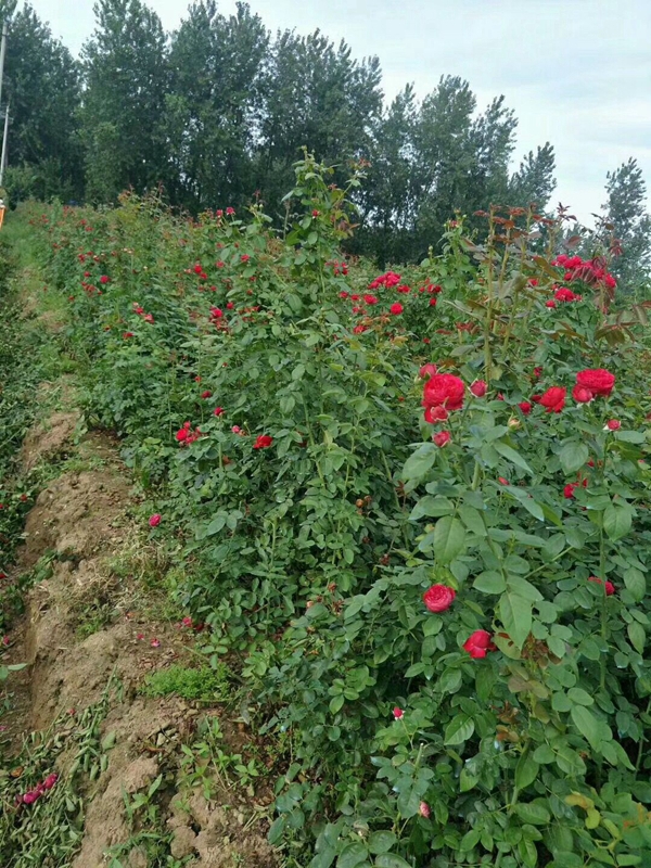 江蘇沭陽歐月基地