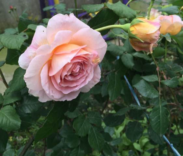 沭陽長景園林歐月基地 沭陽長景園林歐月基地