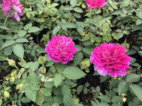 沭陽歐月基地照片 沭陽歐月基地照片